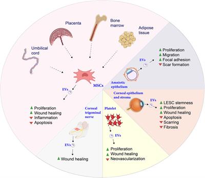 Advanced bioengineering strategies broaden the therapeutic landscape for corneal failure